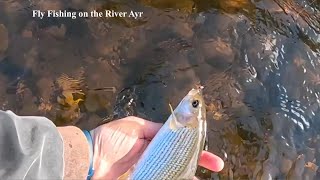 Fly Fishing for Trout and Grayling on the River Ayr with Davie McPhail [upl. by Docia]