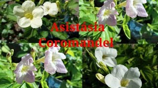 ASISTÁSIAVIOLETA CHINESA Coromandelplanta [upl. by Meehyr]