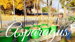 How to Grow Asparagus in Containers Part 2 of 3 [upl. by Legnalos]