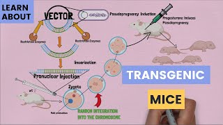 DNA cloning overview  gene cloning  What is the purpose of DNA cloning  genetic engineering [upl. by Liesa]