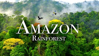 The Amazon Rainforest  Unveiling Fascinating Facts and Wonders  English [upl. by Etnohc]