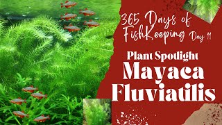 EASY STEM PLANT  Mayaca fluviatilis [upl. by Ayotaj]