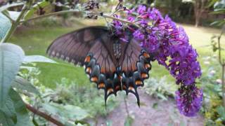 Eastern Tiger Swallowtail Butterflies [upl. by Adnirolc287]