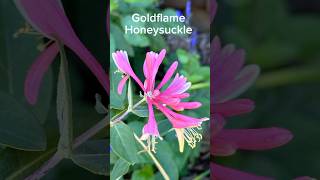 My Goldflame Honeysuckle [upl. by Tanny]