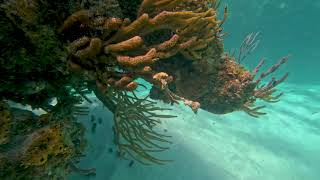 2024 Snorkeling at Anegada BVI [upl. by Ressler3]