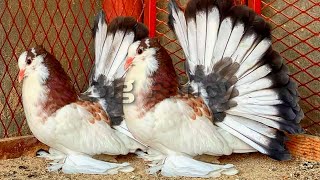 Fantail Pigeon amp Best Breeding beautiful fancy pigeons  fancy pigeon loft amp fancy pigeon farm [upl. by Audrie]