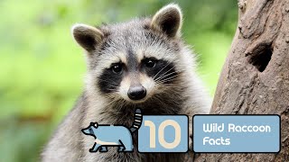 10 Wild Raccoon Facts [upl. by Atiuqrahc]