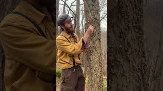 Do you know the bark of Hackberry Celtis occidentalis tree arborist nature forest botany [upl. by Boy]