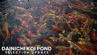 Dainichi Koi Pond  Selection Update [upl. by Ainomar]