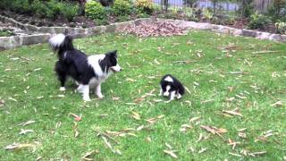 Cutest Border Collie puppy playing ever [upl. by Aitsirt]