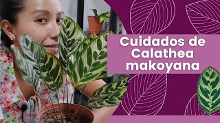 Cuidados de Calathea Makoyana [upl. by Gillian]