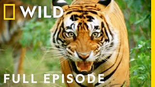 Battle of the Beasts The Fight to Survive Full Episode  Animal Fight Night [upl. by Tugman]