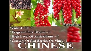 Chinese Magnolia Vine Seed  Schisandra chinensis Seeds on wwwMySeedsCo [upl. by Terrena]