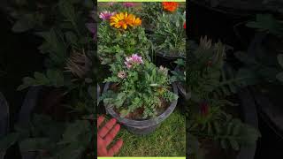 gazania flower care tip [upl. by Enniroc]