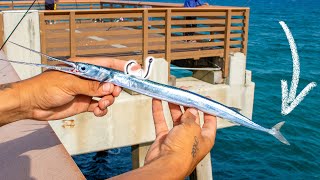 Needlefish Bait Hooks MASSIVE FISH Under Pier [upl. by Trent456]