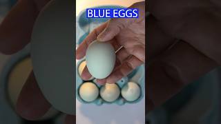 BLUE EGGS 😋eggs blueeggs araucana chile🇨🇱 [upl. by Nadbus]