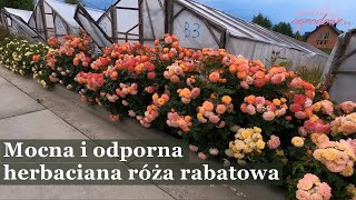 Jedna z moich ulubionych róż rabatowych  Gartenspass [upl. by Otreblig]