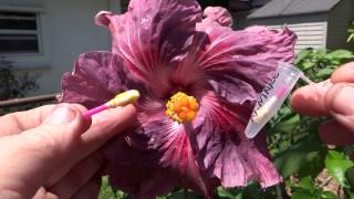 How To pollinate hibiscus [upl. by Airamak]