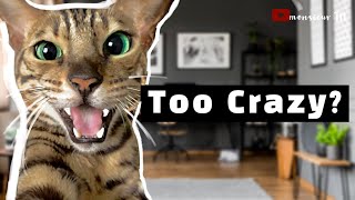 I Raised My Bengal Cat In A Tiny Apartment  Do I Recommend It [upl. by Obadias580]