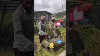 Rice threshing process [upl. by Jea]