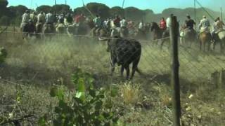 Toro de la Vega 2010 [upl. by Kleiman538]