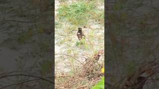 Common mynah call shorts birds mynah shortvideo [upl. by Ardied]