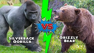 Silverback Gorillas vs Grizzly Bears Who Would Win in a Fight [upl. by Gerty]