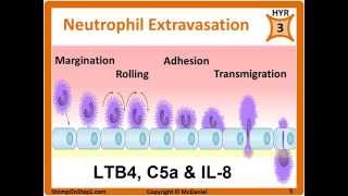 Histamine Prostaglandin Leukotrienes Bradkinin PGE2 LTB4 Chemotactic Factors [upl. by Ardnalahs]