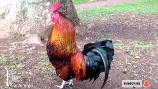 gallos cantan rooster crowing [upl. by Esinert]