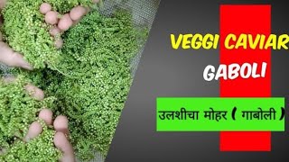 Maharashtrian recipe Gaboli chi Bhaji  Ulshi cha Mohar  Veggi Caviar  चाईचा मोहर [upl. by Noxaj]