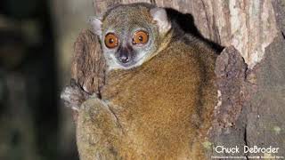 Aeecl’s Sportive Lemur [upl. by Aziul]