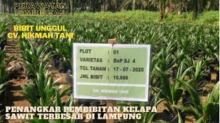 Pembibitan Benih Kelapa Sawit Perawatan Pre Nursery Main Nursery [upl. by Yetta962]