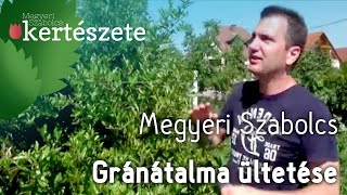 Szoliter növény  Punica granatum  Gránátalma ültetése  Megyeri Kertészet Győr [upl. by Nnailuj]