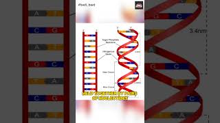 DNA Deoxyribo Nucleic Acid  dna helix molecules inheritance biology mayanksir [upl. by Dacia]