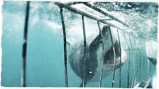 Great White Shark Attacks Cage  Cage Diving Mossel Bay South Africa DANGER [upl. by Johathan]