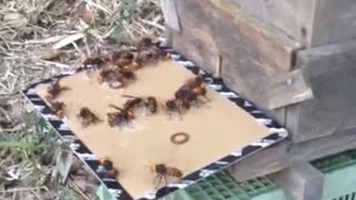 Giant Asian hornet vs Sticky paper sticky situation [upl. by Annek]