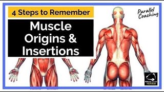 4 Steps to Remember Muscle Origins and Insertions [upl. by Everrs419]