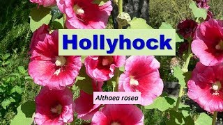 Hollyhock Althea Althaea rosea [upl. by Fontes]