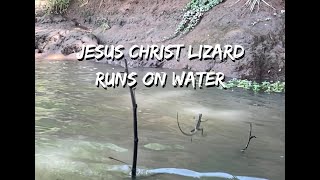 Jesus Christ Lizard Runs on Water [upl. by Onitsirc]