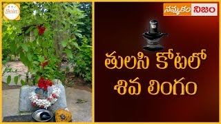 Shiva Linga Puja  Can Shiva Linga Be Placed In Tulasi Tree And Worshiped  Nammakam Nijam [upl. by Chip387]