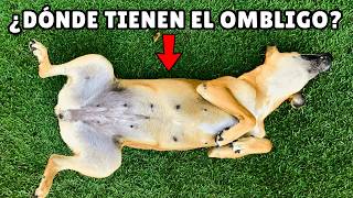 14 CURIOSIDADES sorprendentes sobre los PERROS que debes conocer [upl. by Hairim]