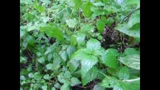 Atumn foraging stinging nettle seed is edible as well [upl. by Haridan]