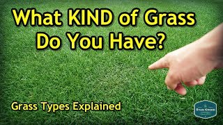 How To Figure Out Your Grass Type  Lawn Care Basics Series [upl. by Fugere]