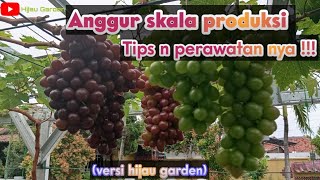 Anggur skala produksi tips n perawatan nya [upl. by Raymond]