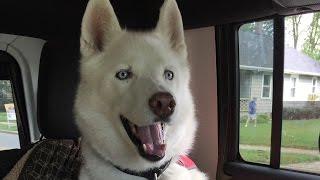 Siberian Husky Facts  What to Expect Owning a Siberian Husky [upl. by Cole]