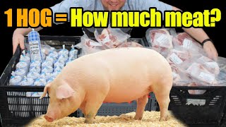 How Much Meat Comes From 300 lb Meat HogPig amp What Meat Cuts Can I Get [upl. by Piero]