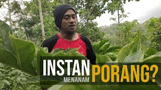 TANAM PORANG bisakah INSTAN [upl. by Otreblig]