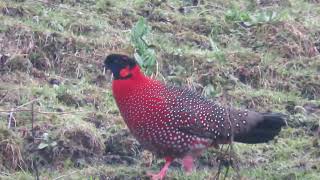 Satyr tragopan [upl. by Chastity659]