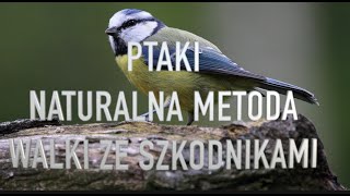 Jak zwabić ptaki na działkę  naturalne metody walki ze szkodnikami [upl. by Notreb]