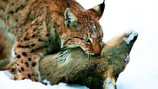 Top 10 Grandes Felinos Más Peligrosos del Mundo [upl. by Ahsiakal]